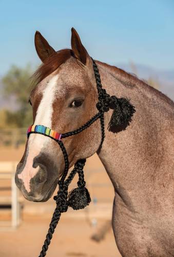 PROFESSIONALS CHOICE COWBOY BEADED ROPE HALTER