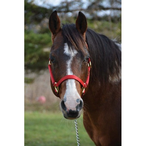 WESTERN RAWHIDE SIGNATURE CLASSIC HALTER